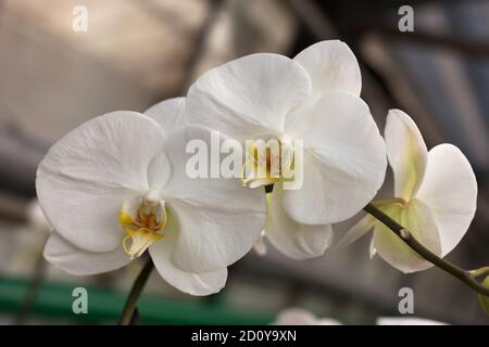 Fiori di orchidee ripetuti, fuoco selettivo. Belle orchidee. Foto Stock