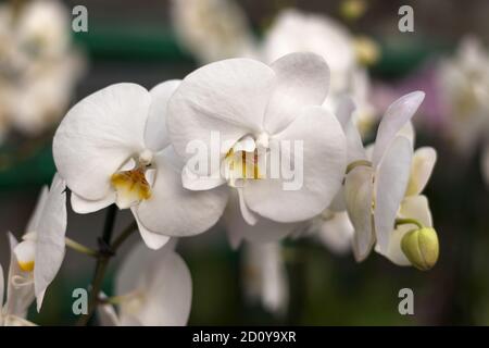 Fiori di orchidee ripetuti, fuoco selettivo. Belle orchidee. Foto Stock