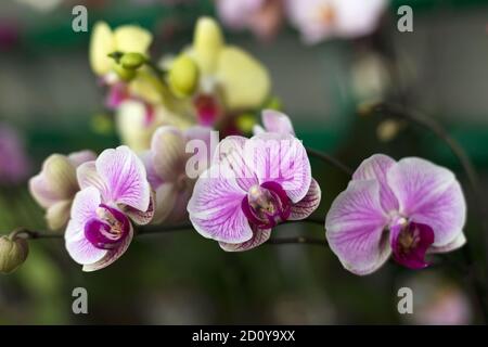 Fiori di orchidee ripetuti, fuoco selettivo. Belle orchidee. Foto Stock