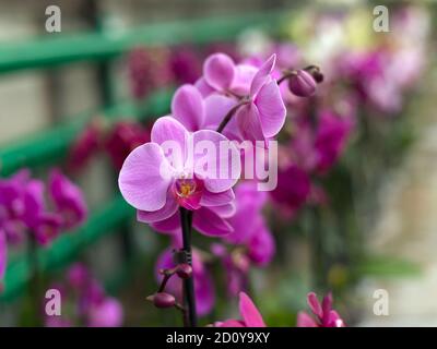 Fiori di orchidee ripetuti, fuoco selettivo. Belle orchidee. Foto Stock