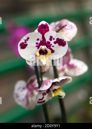 Fiori di orchidee ripetuti, fuoco selettivo. Belle orchidee. Foto Stock