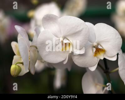 Fiori di orchidee ripetuti, fuoco selettivo. Belle orchidee. Foto Stock