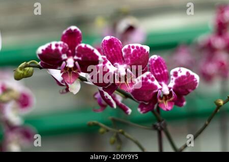 Fiori di orchidee ripetuti, fuoco selettivo. Belle orchidee. Foto Stock