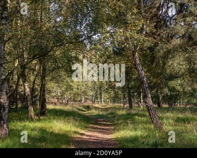 Alberi di betulla in un bosco. Il sole getta luce e lunghe ombre sul terreno mentre un sentiero si snoda attraverso gli alberi. Foto Stock