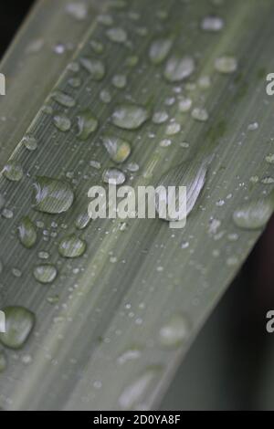 Le gocce di pioggia sulla lamina Foto Stock