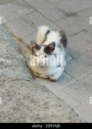 Giovane calico vagato gatto seduto in una strada della Sicilia villaggio Foto Stock