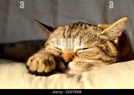 britisch shorthair gatto dorme nel sole Foto Stock