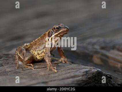 Rana rana temporaria comune europea ben visibile in un giardino di Norfolk. Foto Stock