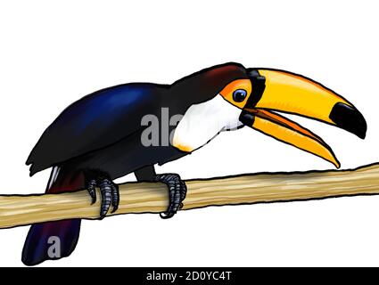 Toucan uccello tropicale esotico seduto sul ramo con aperto becco l'illustrazione Foto Stock