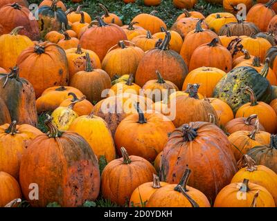 Zucche fresche raccolte pronte per la vendita Foto Stock