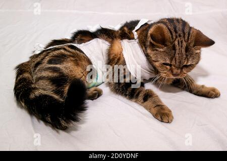 Un gatto britannico giace su un foglio bianco dopo l'intervento chirurgico con il tabby di marmo nero l Foto Stock