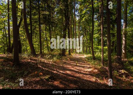 Bella foresta verde con il sole che arriva attraverso gli alberi. Foto Stock