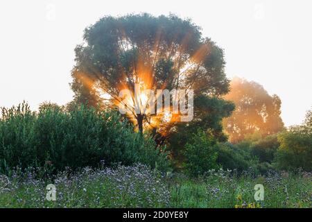 Autentico bellissimo paesaggio estivo boschetto di betulla su un chiaro sole giorno Foto Stock