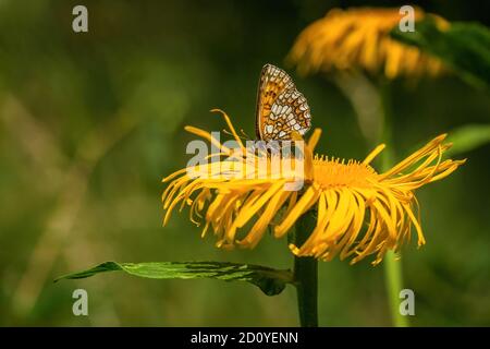 Heath Fritillary, una farfalla arancione, marrone e bianca, seduta su giallo brillante bue-eye Daisy fiore in una giornata estiva soleggiata in foresta. Sfondo verde. Foto Stock