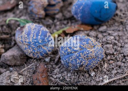 Prugne sul terreno caduto dall'albero, Monilia laxa (laxa Monilinia) infestazione di frutti di pietra Foto Stock