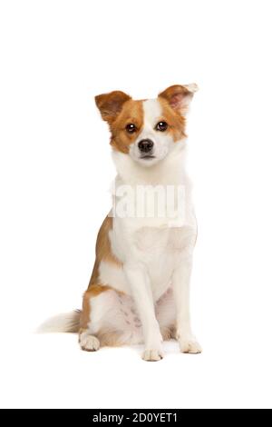 cane misto di razza di un pomeriano e corgi di fronte di uno sfondo bianco Foto Stock