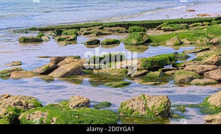 Rocce su una spiaggia con semi verdi lungo la costa Opale del mare del Nord in luce soffusa al mattino nella regione Nord pas de Calais, Francia Foto Stock