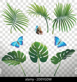 insieme di rami di piante tropicali e farfalle su un sfondo trasparente Illustrazione Vettoriale