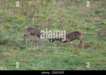 La Comunità di capriolo, noto anche come il western caprioli, chevreuil, o semplicemente il capriolo o il ROE, è una specie di cervi. Foto Stock