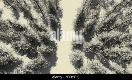 Bella vista aerea con bianco inverno foresta strada 3D rendering Foto Stock