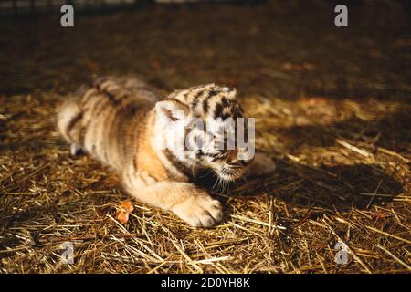 il cucciolo carino della tigre giace sotto il sole sul erba Foto Stock