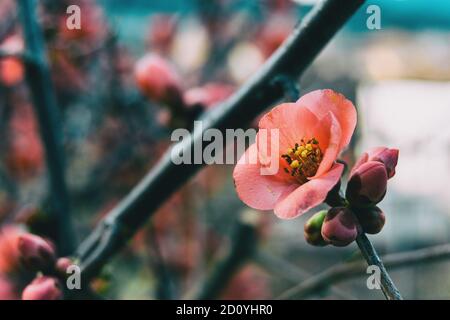 Close-up di un rosa chaenomeles japonica flower su un ramo Foto Stock