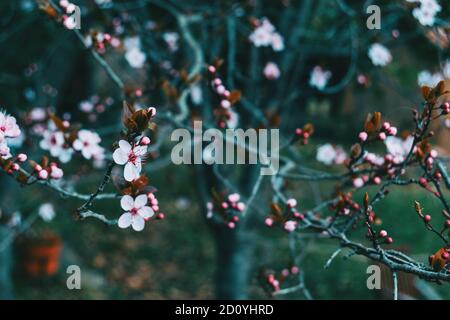 Close-up di fiori e boccioli di prunus cerasifera su alcuni rami selvatici in Foto Stock