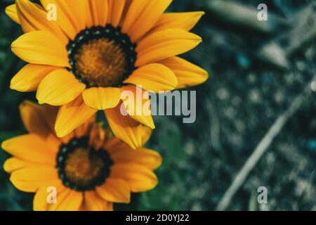 Close-up di due fiori gialli di gazania rigens nel selvaggio, uno di loro non focalizzato Foto Stock