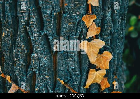 Close-up di alcune foglie essiccate di Hedera helix sulla corteccia di un albero nel selvaggio Foto Stock