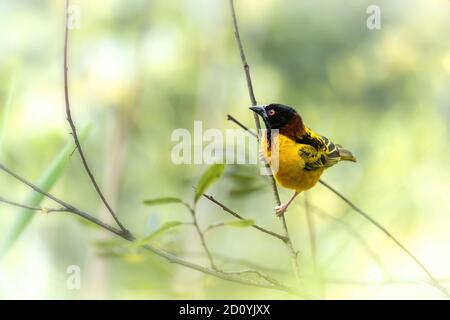 Uccello tessitore a testa nera maschio adulto, ploceus-melanocephalus, arroccato su un ramo contro morbido sfondo verde fogliare. Spazio per il testo. Foto Stock