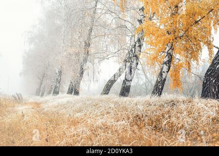 Scenic Golden color autunno betulla tree vicolo vicino strada con foglie gialle ed erba surgelata secca ricoperta di primo rombo neve gelata e nebbia mattutina Foto Stock