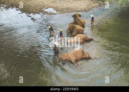 I custodi lavano i loro elefanti rilassanti nel vicino fiume in Thailandia Foto Stock