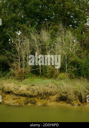 Un gruppo di giovani olmi Ulmus procera ucciso dalla malattia olandese degli olmi sulla riva del fiume Ouse vicino a Lewes East Sussex. Foto Stock