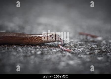 Vita selvaggia, ragno, serpente, natura, bug, beetle, macro ragno shot, macro bug shot, macro ant, antman close up shot, web Foto Stock