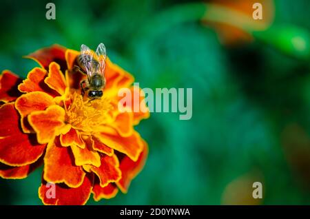 L'ape raccoglie nettare su un fiore di giardino al sole. Api Foto Stock
