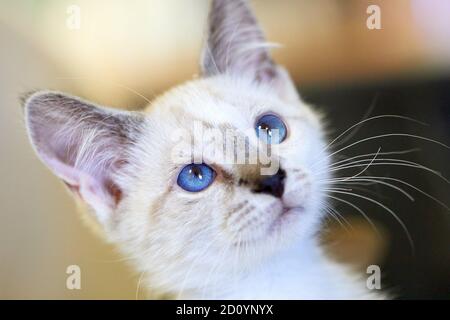 Un fuoco selettivo di un adorabile gattino balinese davanti a uno sfondo sfocato Foto Stock