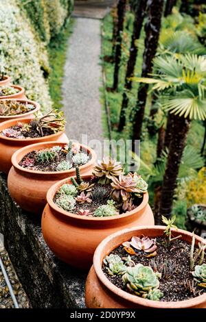 Una fila di vasi di fiori di argilla con succulenti e cactus. Foto Stock