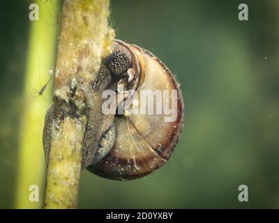 Macro shot di lumaca d'acqua dolce. Foto subacquea, lago di Hancza, Polonia. Messa a fuoco selettiva Foto Stock