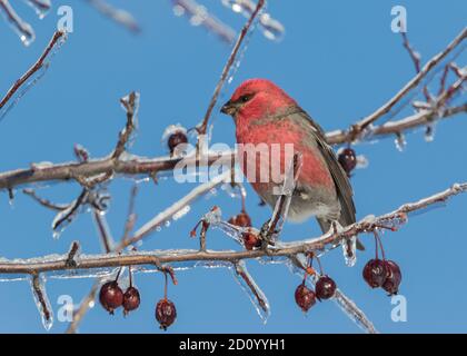 Rosso maschio Pino Grosbeak uccello su albero di frutta ramo contro cielo blu luminoso dopo la tempesta di ghiaccio Foto Stock