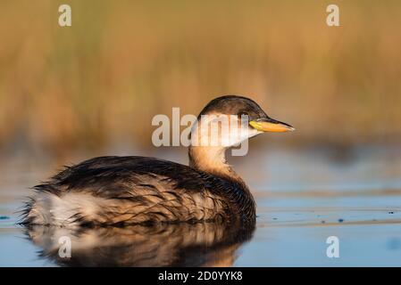 una piccola anatra che prende un bagno Foto Stock