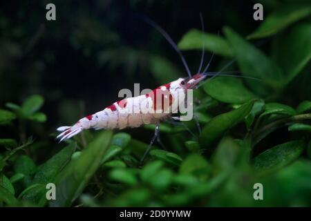 Primo piano di Crystal Red Shrimp Foto Stock