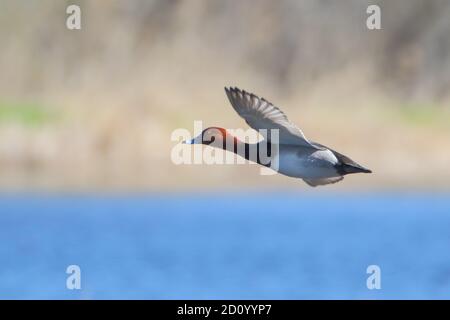 Anatra Redhead maschio in volo contro colori tenui sfondo Foto Stock