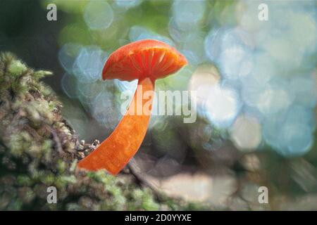 Primo piano con funghi Hygrocybe di colore arancione brillante Foto Stock