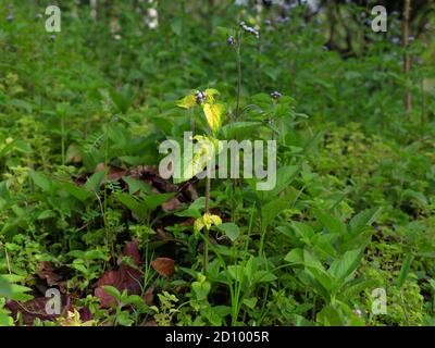Erbacce di capra Billy o ricci (Ageratum conyzoides) in foglie verdi e gialle a causa di disturbi genetici, erba annuale Foto Stock