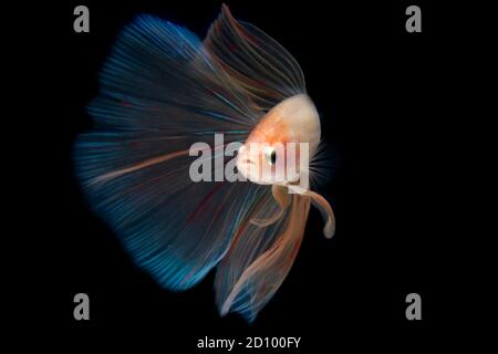 pesce betta con fondo nero isolato di colore rosa trasparente Foto Stock