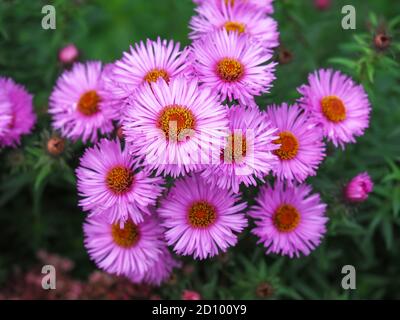 Bellissimi cerotti rosa, Aster novae-angliae Hartington's Pink, fiorente in un giardino Foto Stock