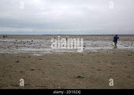 Persone in cerca di frutti di mare, Noirmoutier, Pays de la Loire, Vendee, Francia Foto Stock