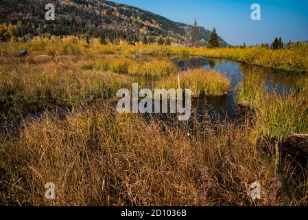 Prato di alta montagna e ruscello meandering. Prati dorati in un ambiente montano forniscono un luogo per la fauna selvatica e un luogo di solitudine. Foto Stock