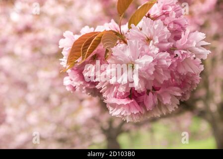 Primo piano di fiori rosa Sakura su albero - ciliegia fiorisce in primavera Foto Stock
