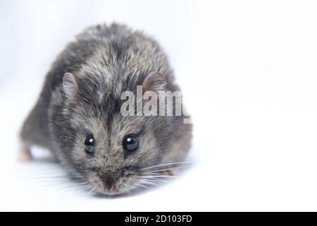 Criceti bianchi e grigi seduti sulla segatura. Piccoli criceti su trucioli  di legno. Una covata di roditori. La progenie dei topi. Animali domestici  carini Foto stock - Alamy